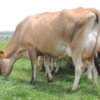 Jersey heifers, bred heifers and milking cows A2A2 Tested ( Cattle )