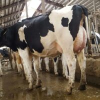 Holstein ,Milking cows, bred, replacement heifers and calves